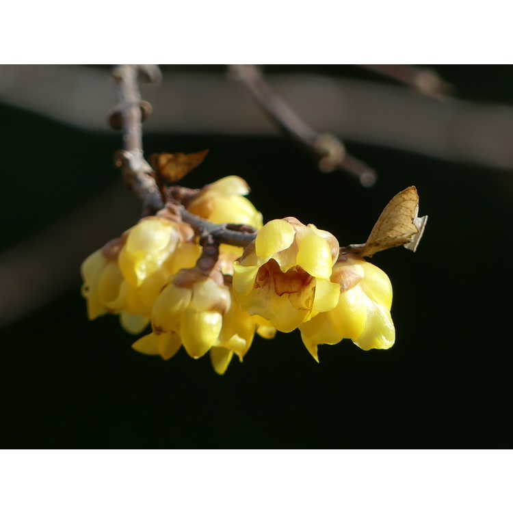 Chimonanthus praecox - wintersweet