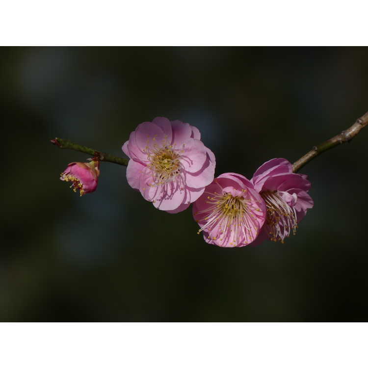Prunus mume 'Peggy Clarke' - pink flowering apricot