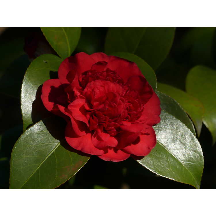 Camellia japonica 'Professor Charles S. Sargent'