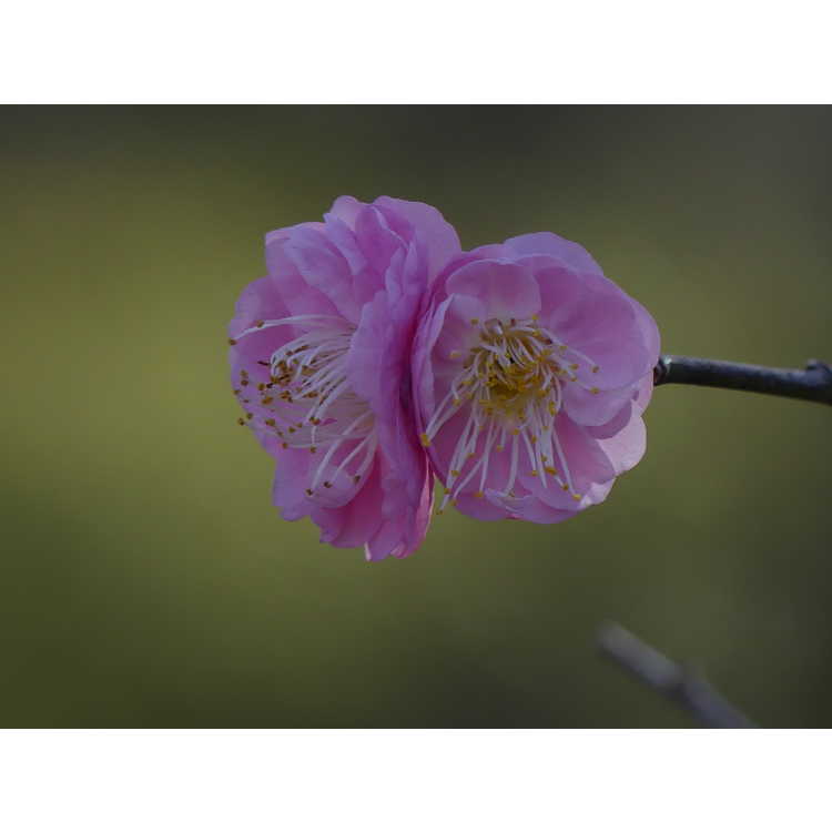 Prunus mume 'Bonita' - pink flowering apricot