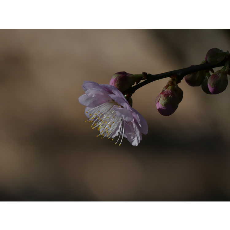 Prunus mume 'Nicholas' - flowering apricot
