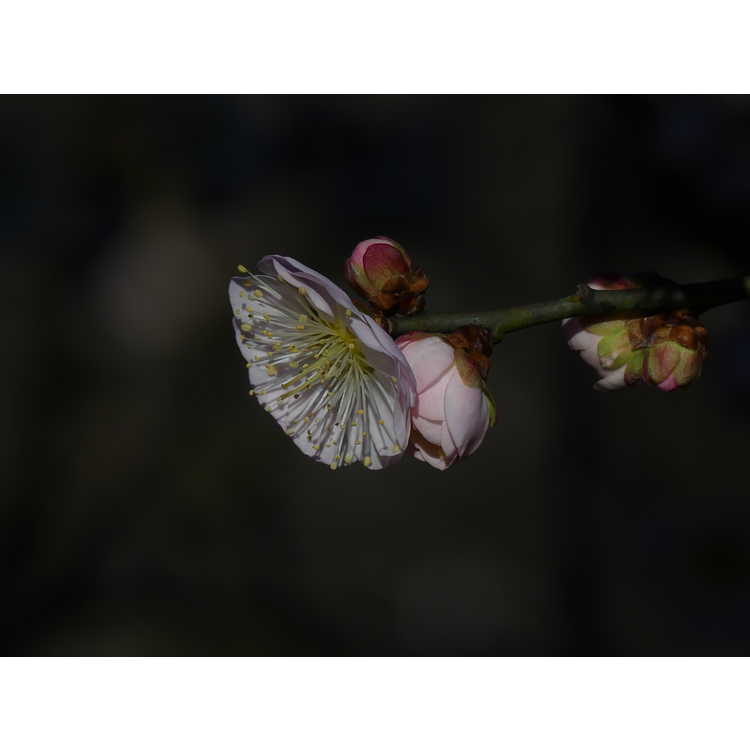 Prunus mume 'Tama'