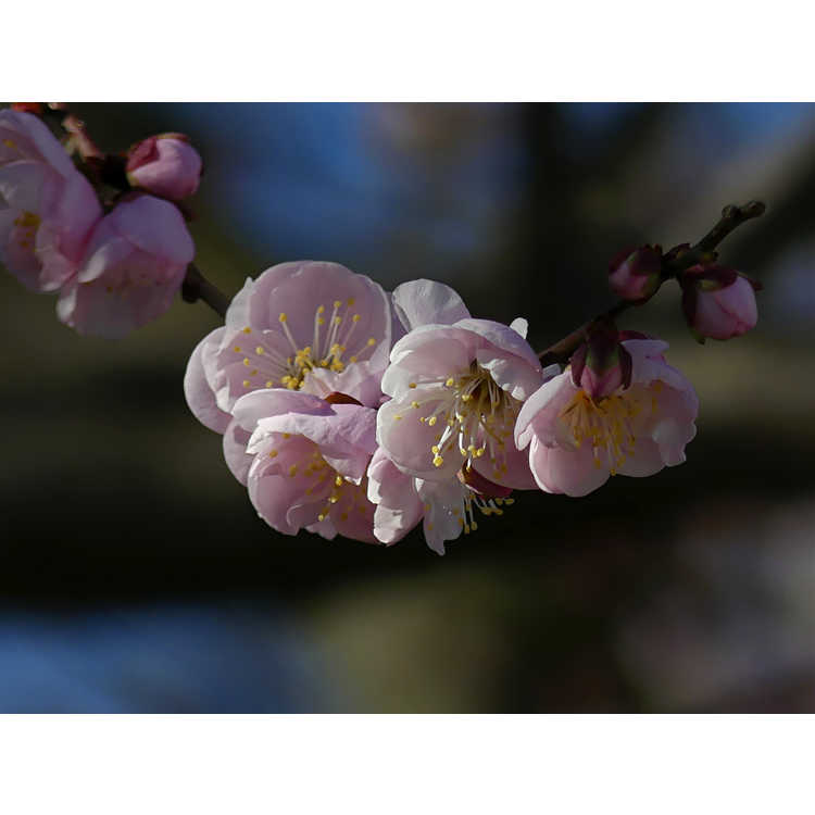 Prunus mume 'Okitsu-akabana' - flowering apricot