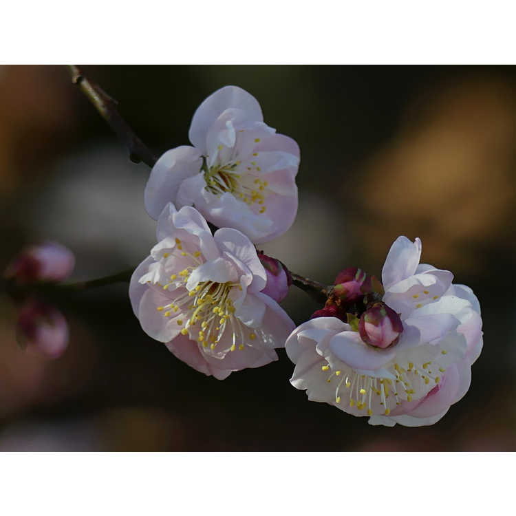 Prunus mume 'Okitsu-akabana' - flowering apricot
