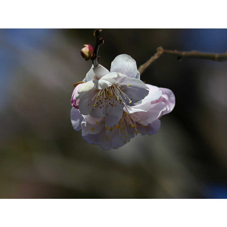 Prunus mume - flowering apricot