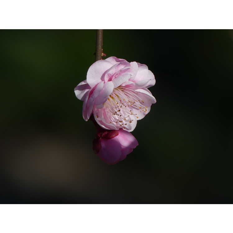 Prunus mume 'Yuh-Hwa' - flowering apricot