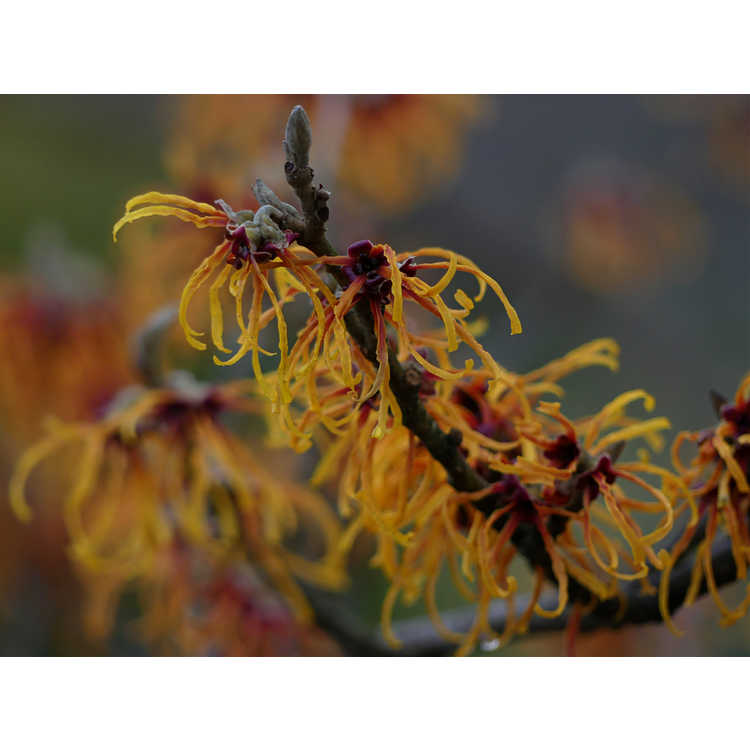 Hamamelis ×intermedia 'Jelena' - copper-flowered witch hazel