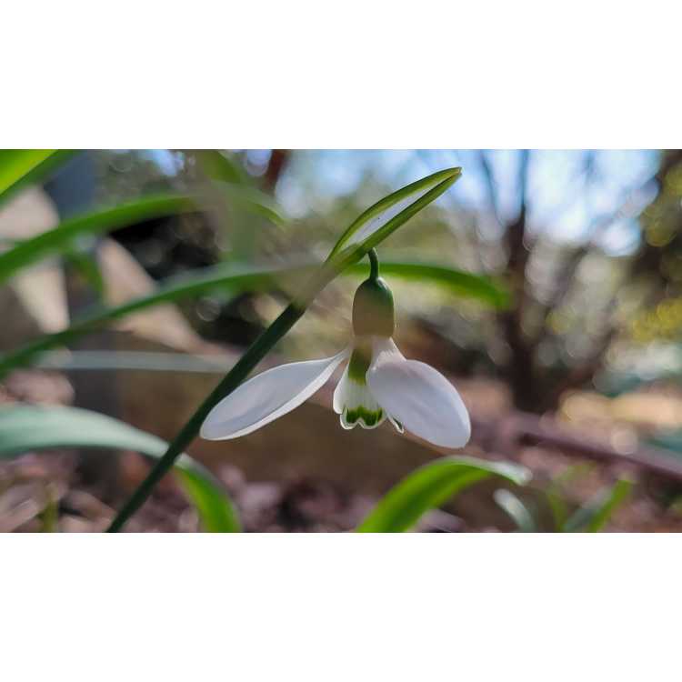 Galanthus elwesii - snowdrop