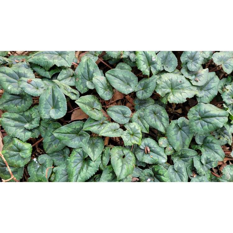 Cyclamen hederifolium - hardy cyclamen