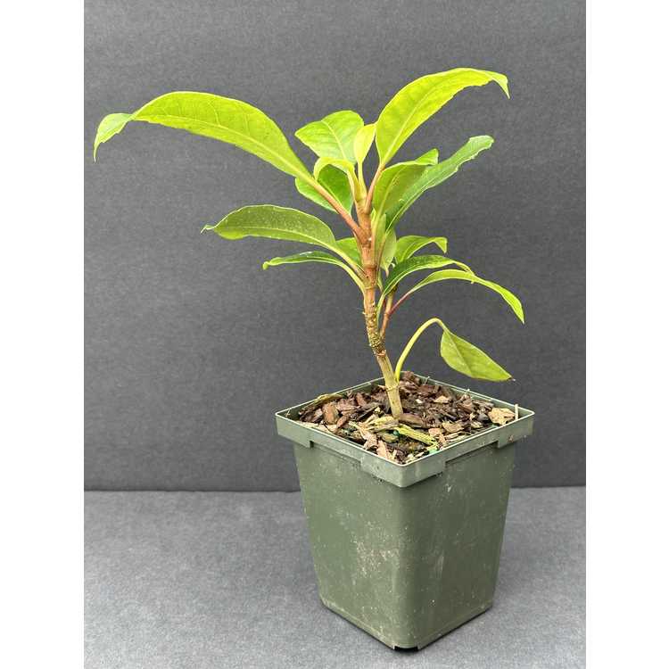 Hydrangea seemannii - evergreen hydrangea vine