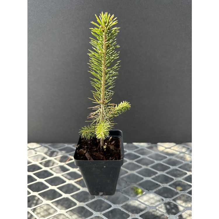 <em>Picea obovata</em>