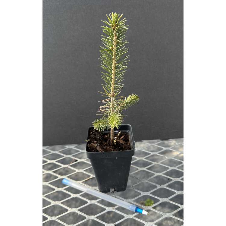 Siberian spruce