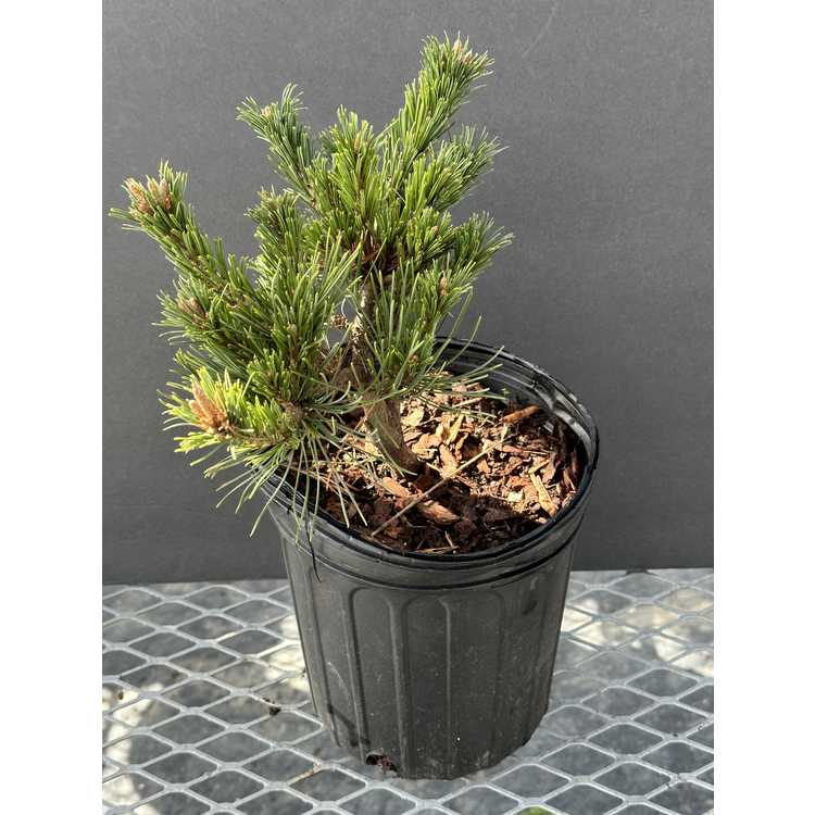 <em>Pinus parviflora</em> 'Kinpo'