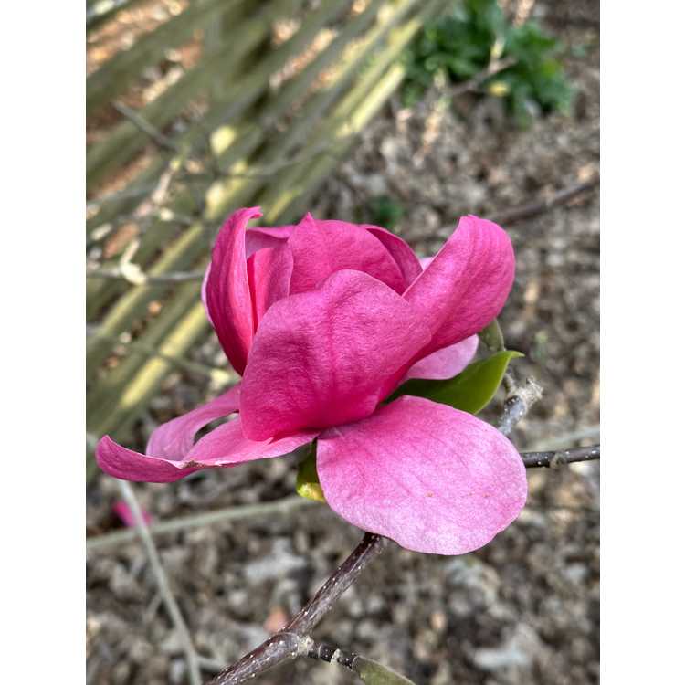 Magnolia 'Ian's Red' - deciduous magnolia