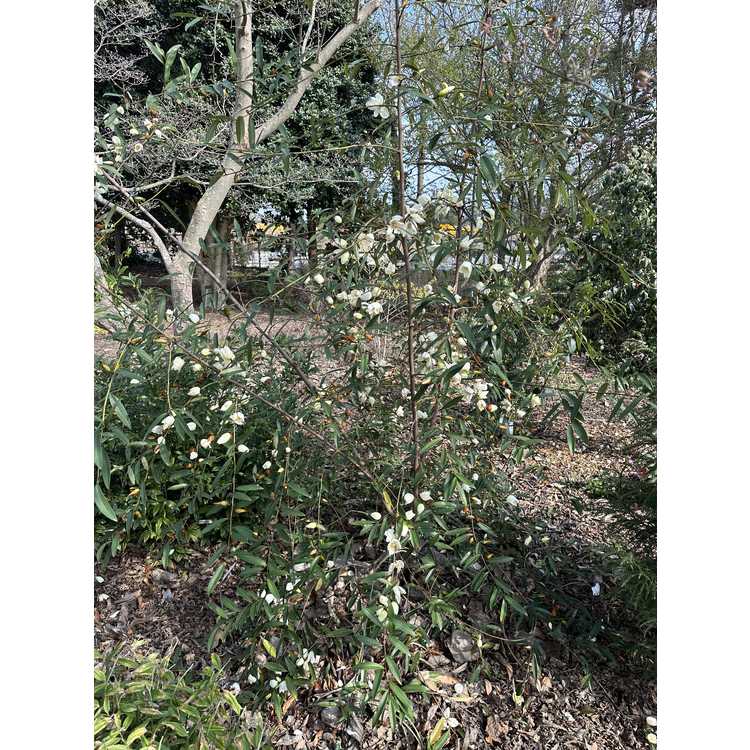 Magnolia amabilis