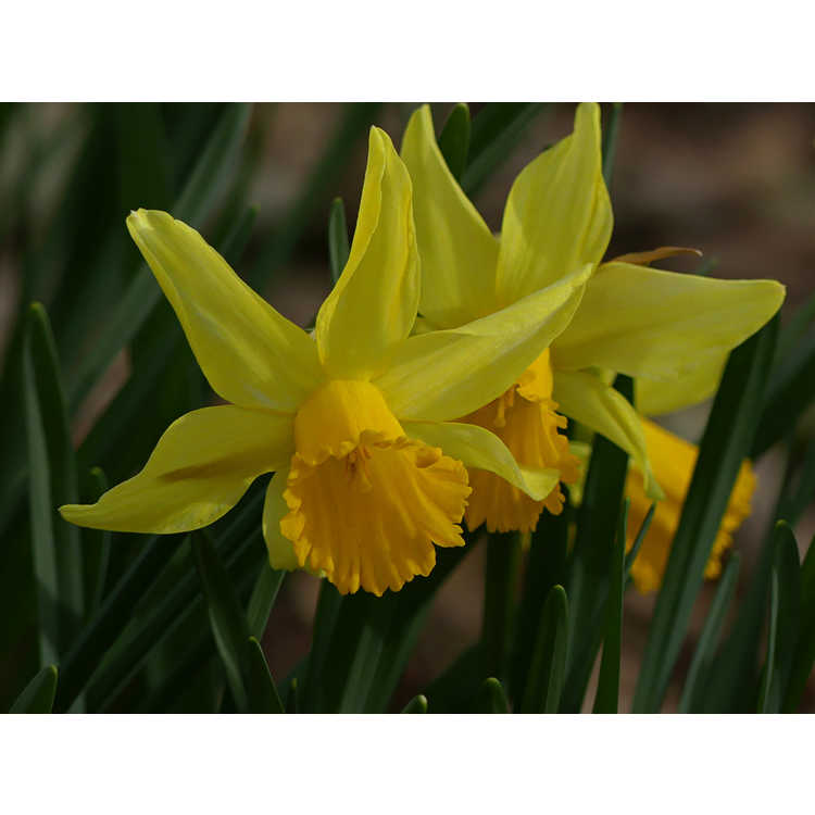 <em>Narcissus</em> 'February Gold'
