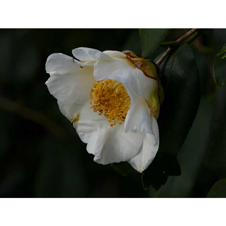 <em>Camellia japonica</em> 'Quercifolia'