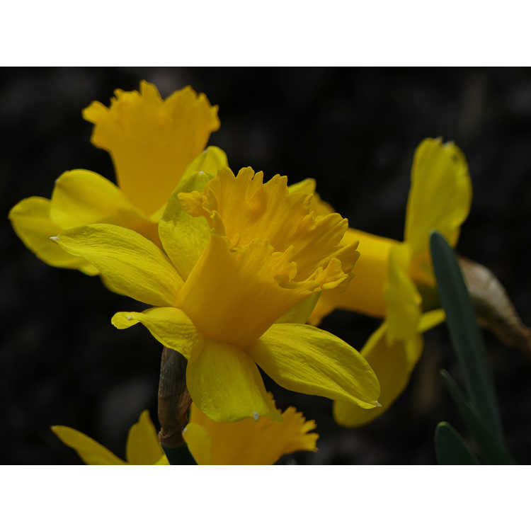 Narcissus 'Barenwyn'