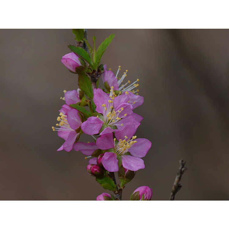 Prunus jacquemontii - Afghan bush cherry