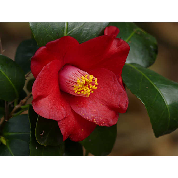 Camellia japonica Hokkaido Red