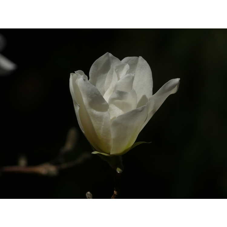 Magnolia 'Green Mist'