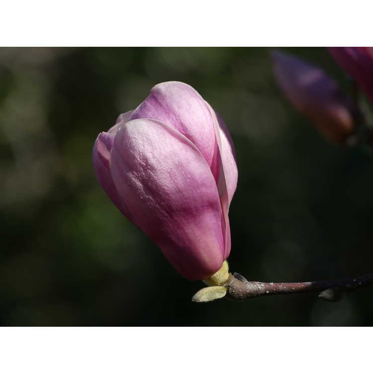 Magnolia ×soulangeana 'Sundew' - saucer magnolia