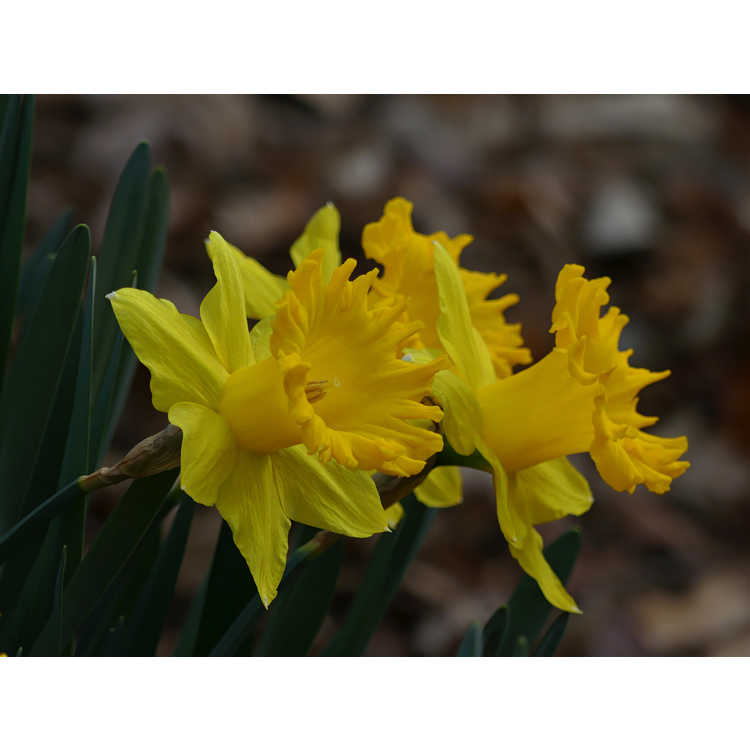 Narcissus 'Golden Sunbeam' - trumpet daffodil