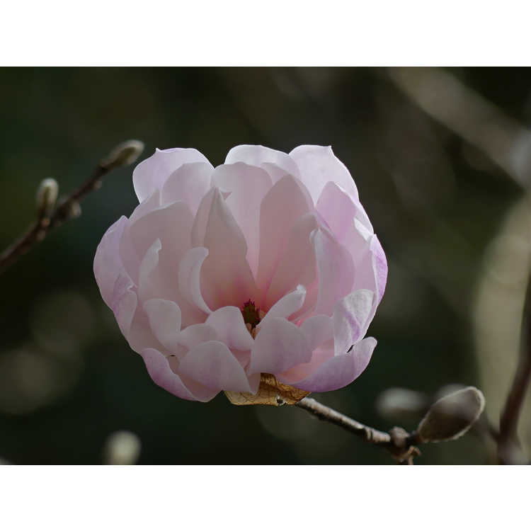 Magnolia stellata 'Waterlily' - many-petalled star magnolia