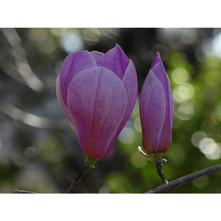 Magnolia soulangeana Sundew