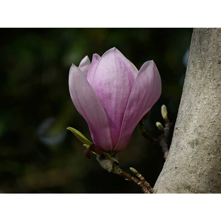 Magnolia soulangeana Lilliputian