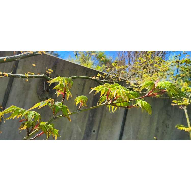 Acer palmatum 'Krazy Krinkle' - Japanese maple