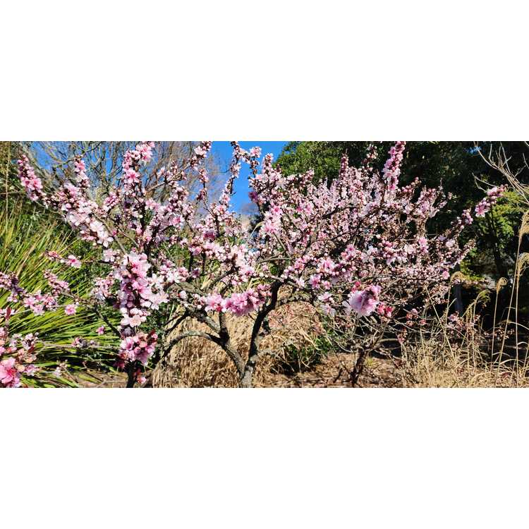 Prunus persica 'Bonfire' - purple-leaf peach