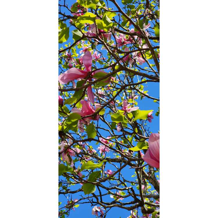 U.S. National Arboretum hybrid magnolia