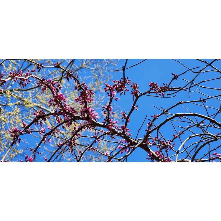 U.S. National Arboretum hybrid magnolia