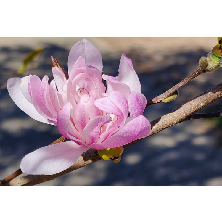 Magnolia stellata 'Chrysanthemumiflora' - many-petalled star magnolia
