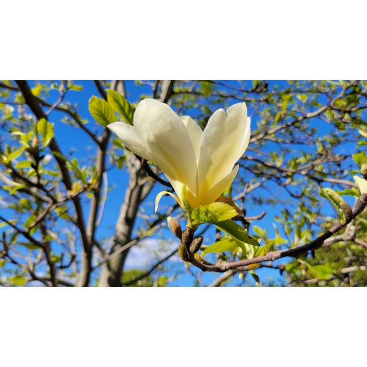 Magnolia Goldfinch