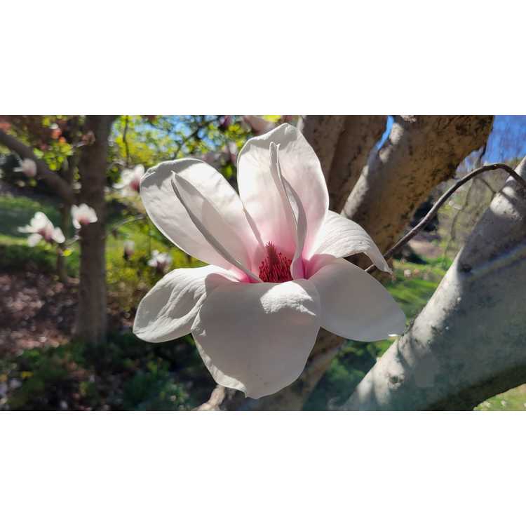 Gresham hybrid magnolia