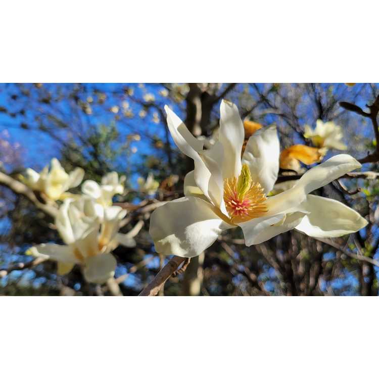 Magnolia 'Sun Ray' - Kehr hybrid magnolia