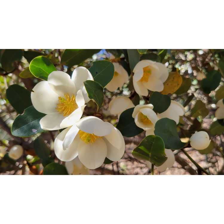 Magnolia laevifolia 'Gail's Favourite' - shrubby michelia