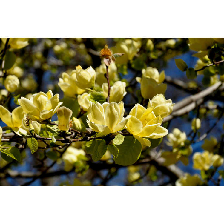 Magnolia 'Lois' - Brooklyn Botanic Garden hybrid magnolia