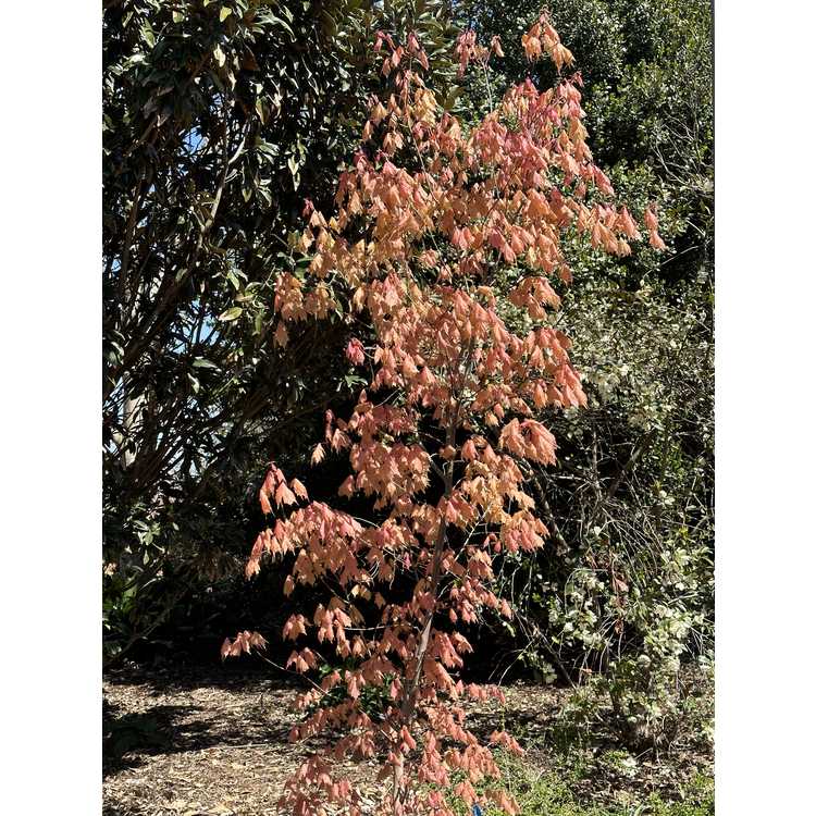 Acer skutchii 'Tequila Sunrise' - Mexican mountain sugar maple