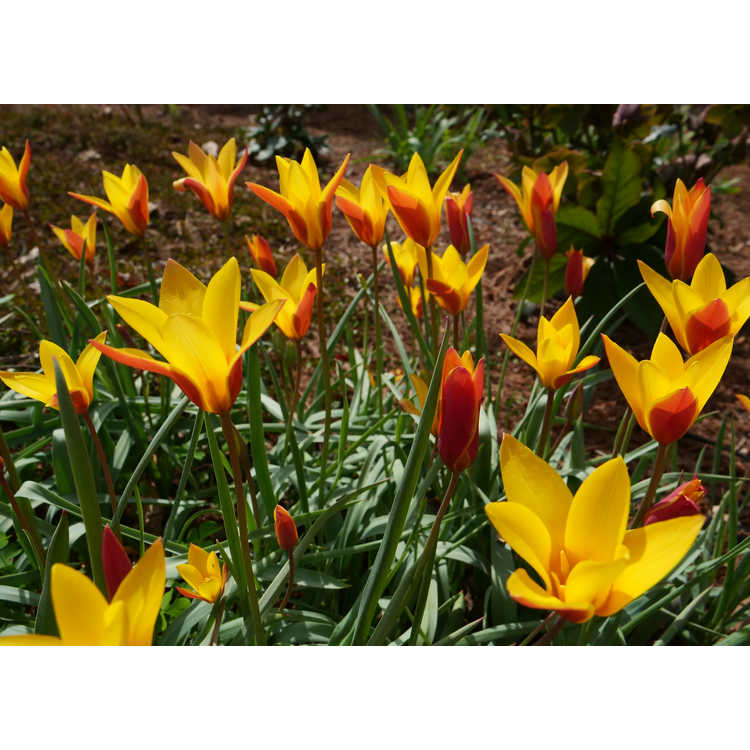 Tulipa clusiana var. chrysantha - golden lady tulip