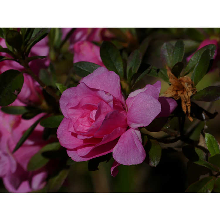 Rhododendron 'Pink Camellia'