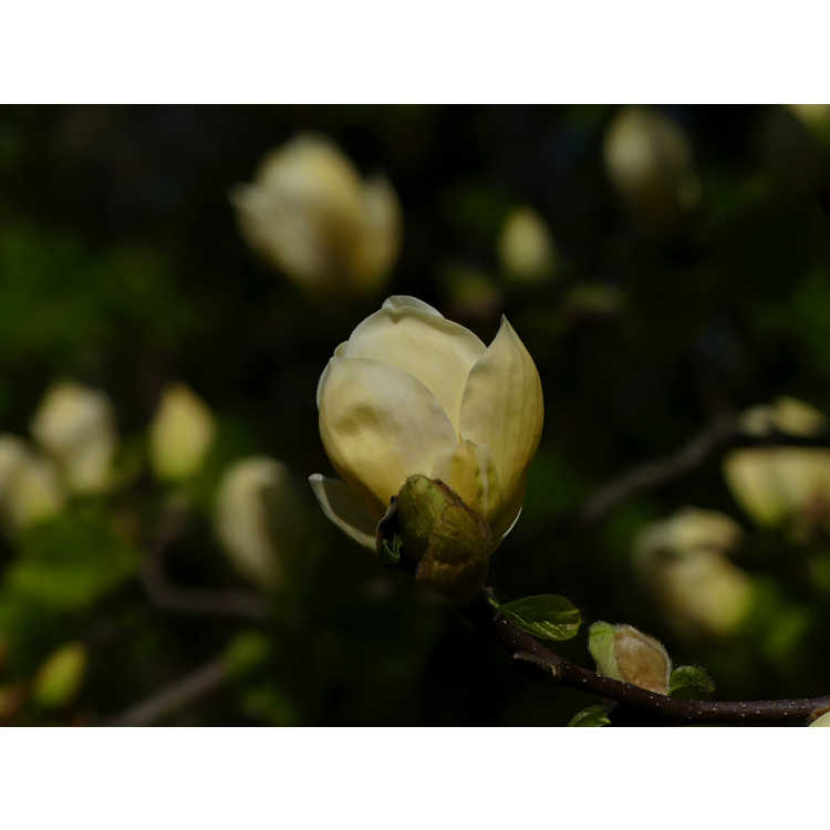 Brooklyn Botanic Garden hybrid magnolia