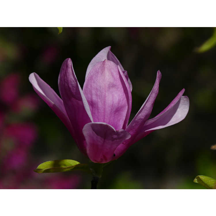 Magnolia Rose Marie M. Genie