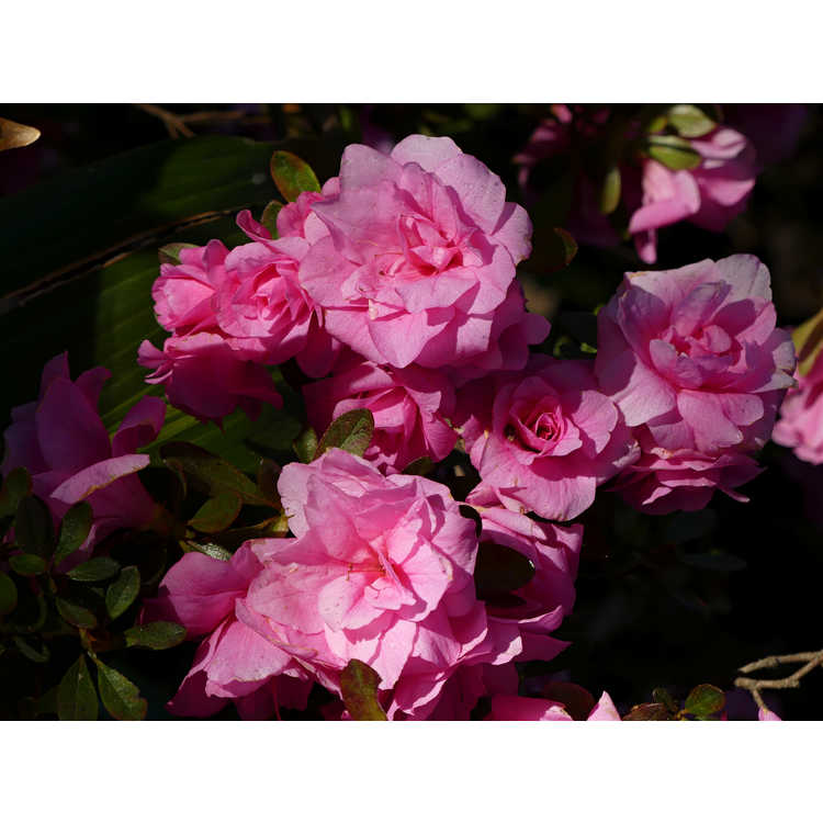 Rhododendron 'Pink Camellia'