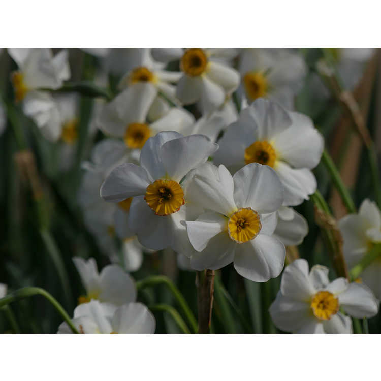 Narcissus Chinita