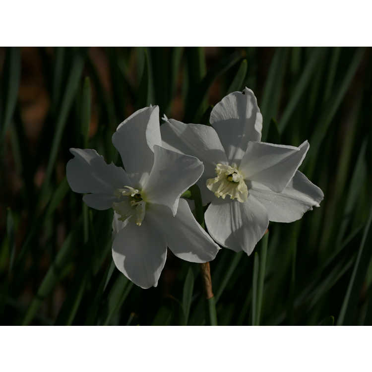 Narcissus 'Polar Ice' - small-cupped daffodil