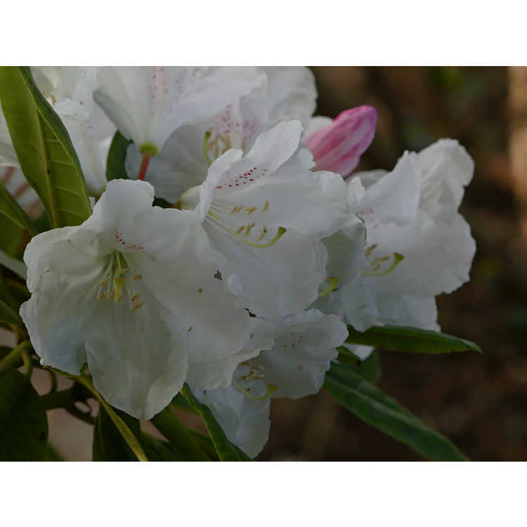Rhododendron Lisenne Rockefeller Southgate Divine