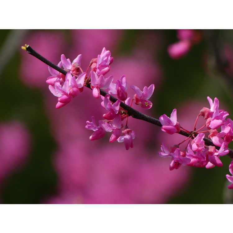 Cercis canadensis Appalachian Red